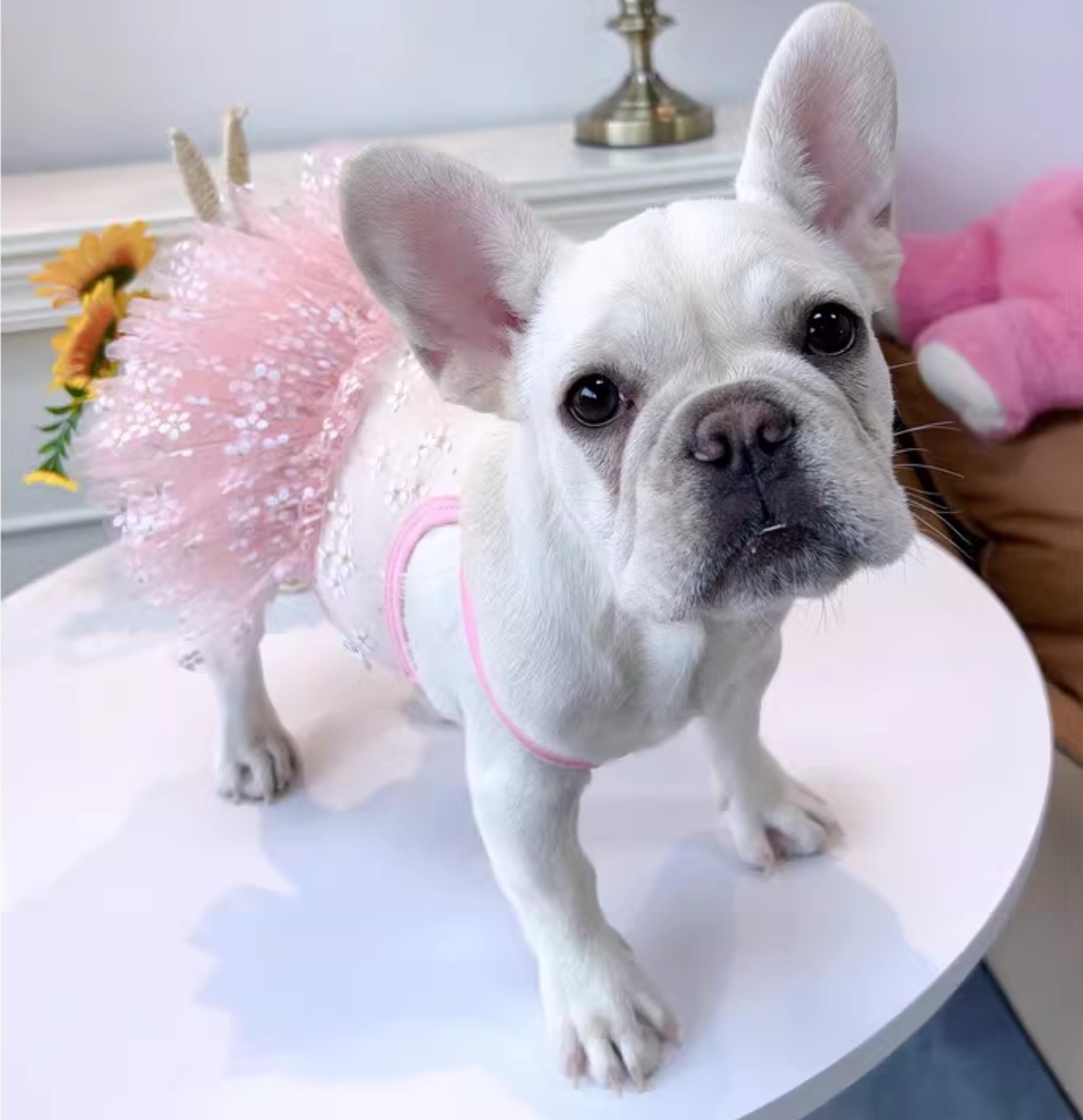 Vestido de verano de Pug, ropa - Summer Clothing In French reseña y precio